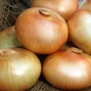 Vidalia Onion History